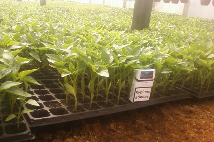 Розсада капусти, перцю- фото № 1