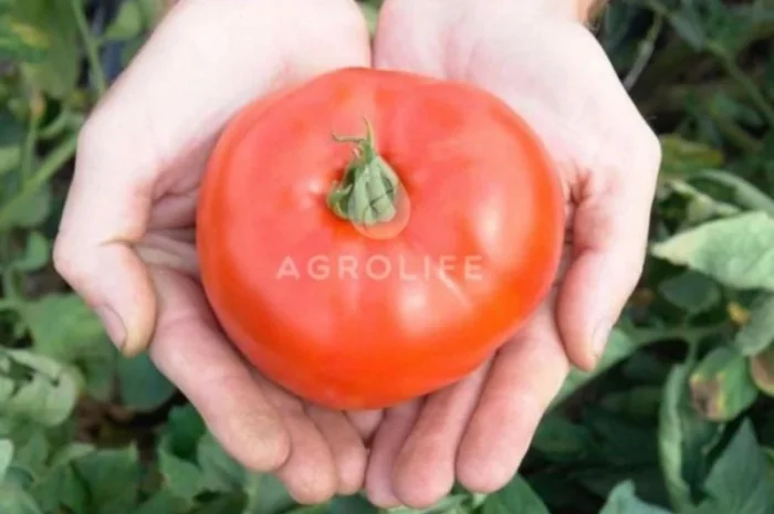 Продам насіння помідор та перцю- фото № 1