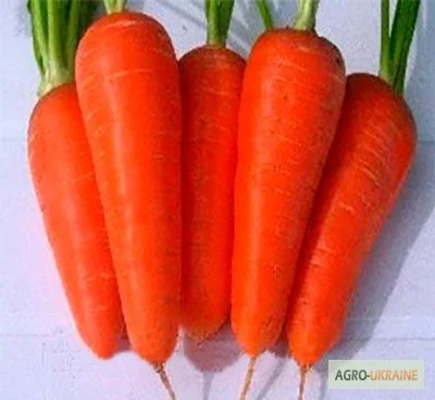 Шантане Ред Кор- фото № 1