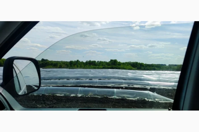 Продаємо кавуни та дині- фото № 2