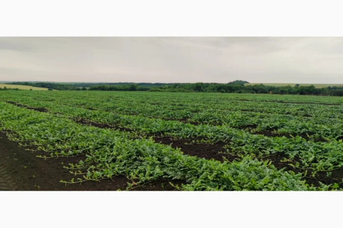 Продаємо кавуни та дині- фото № 3