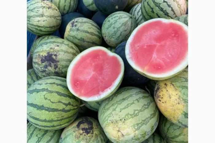 Продам кавуни мілким та великим гуртом- фото № 8