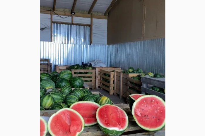 Продам кавуни мілким та великим гуртом- фото № 1