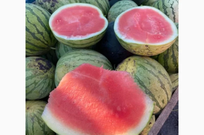 Продам кавуни мілким та великим гуртом- фото № 2