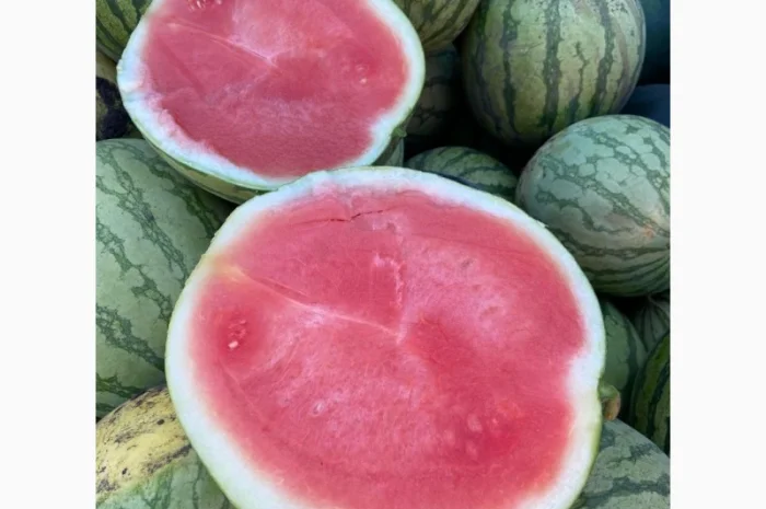 Продам кавуни мілким та великим гуртом- фото № 3