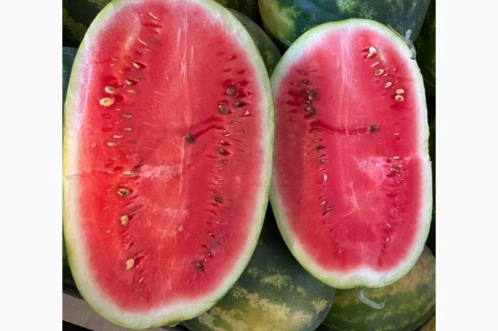 Продам кавуни мілким та великим гуртом- фото № 4