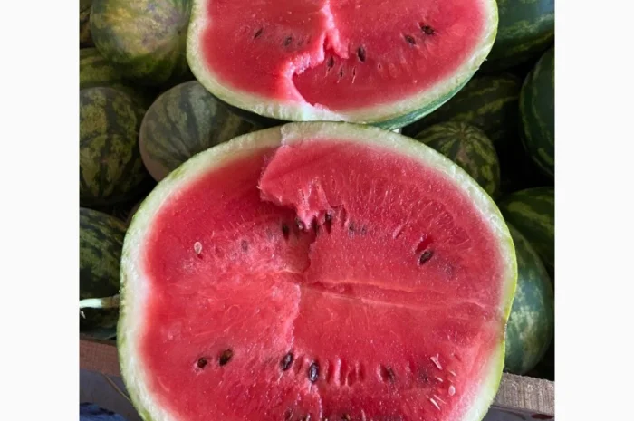 Продам кавуни мілким та великим гуртом- фото № 5