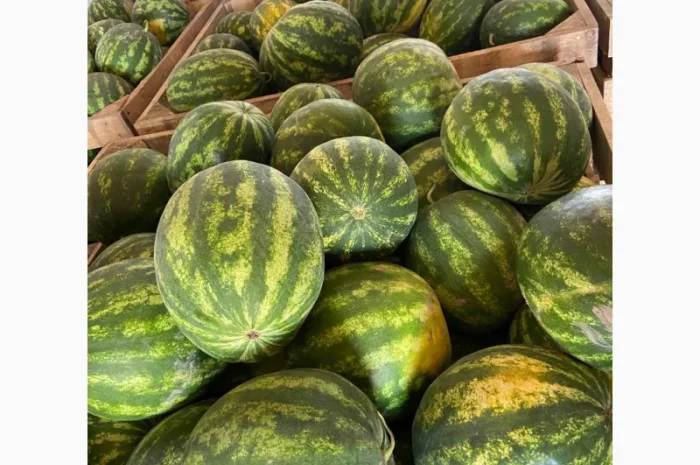 Продам кавуни мілким та великим гуртом- фото № 7