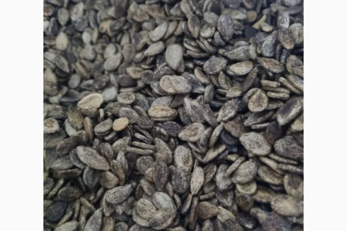 Насіння кавуна Чарльстон Грей на продаж- фото № 1