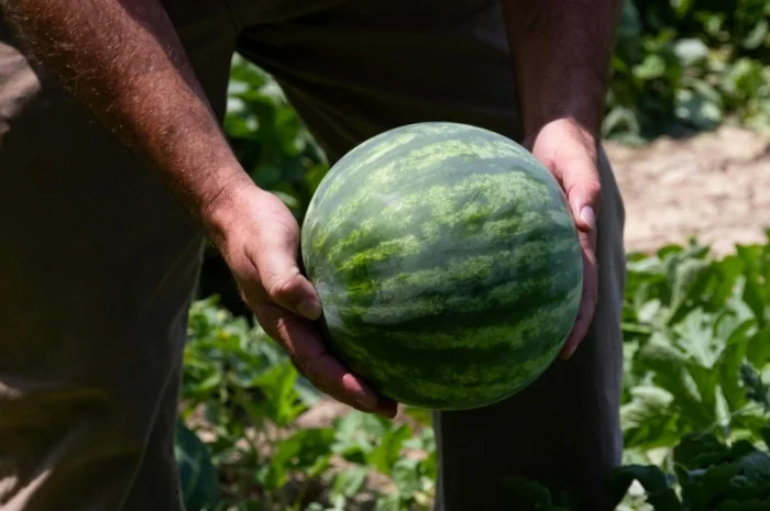 Продам кавун- фото № 1