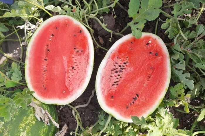 Продам арбуз- фото № 1