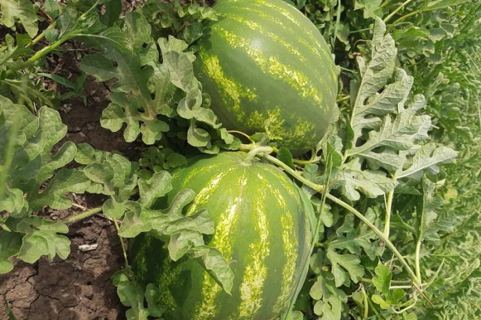 Продам арбуз- фото № 2