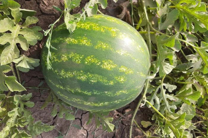 Продам арбуз- фото № 3