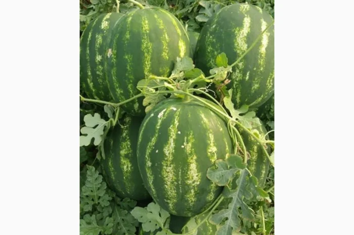 Арбузы Арбузы- фото № 2