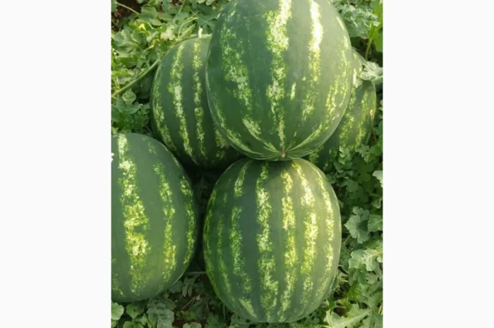 Арбузы Арбузы- фото № 3