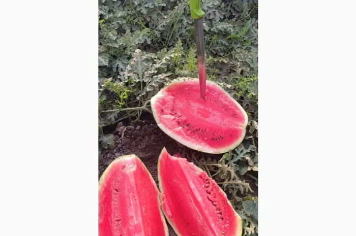 Арбузы Арбузы- фото № 4