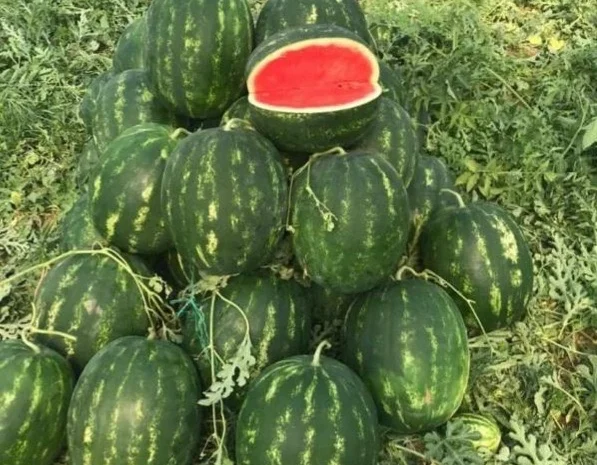 Кавун Куплю- фото № 1