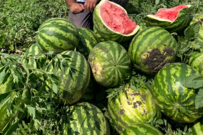 Продам кавун- фото № 1