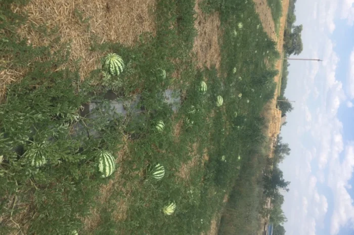 Продам Арбуз продюсер, опт с поля ціна 3грн- фото № 1