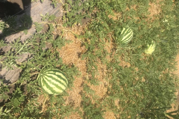 Продам Арбуз продюсер, опт с поля ціна 3грн- фото № 2