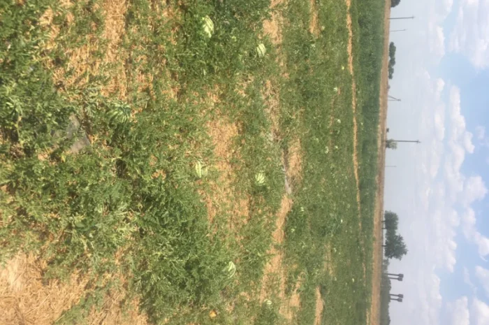 Продам Арбуз продюсер, опт с поля ціна 3грн- фото № 3