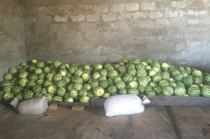 Продам Арбуз сорт продюсер- фото № 1