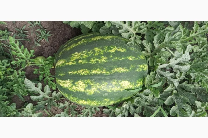 Продам арбуз руби- фото № 2