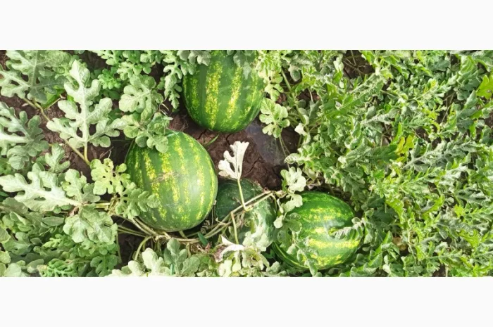 Продам арбуз руби- фото № 3