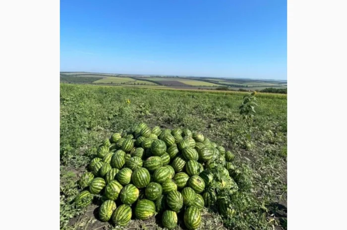 Продам Кавун, КАРІСТАН"- фото № 1