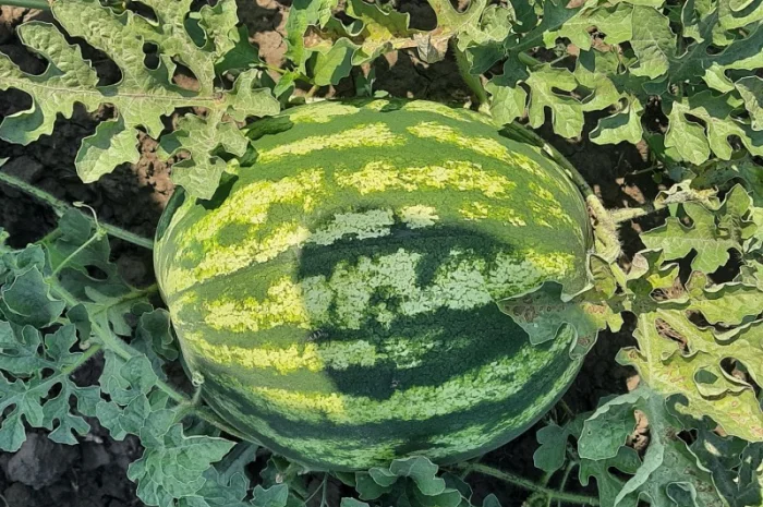 Продам арбуз- фото № 1