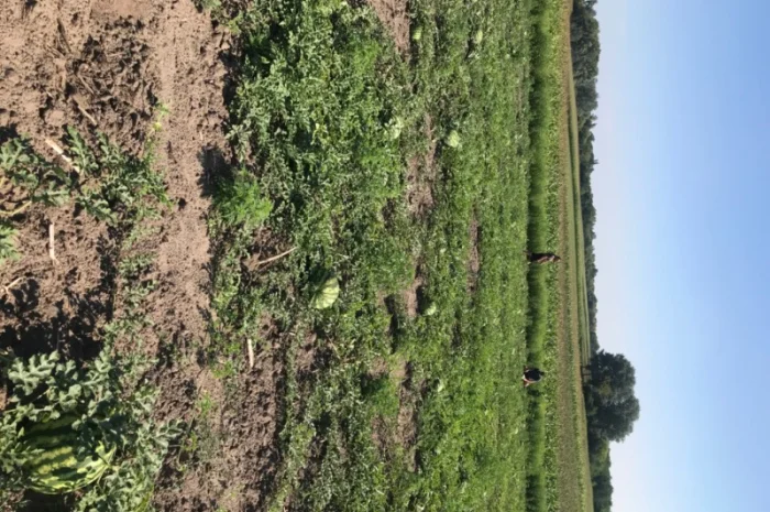 Продам кпвуни- фото № 1