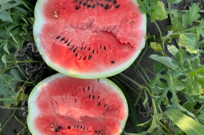 Продам кавун Талісман 4-12 кг- фото № 1