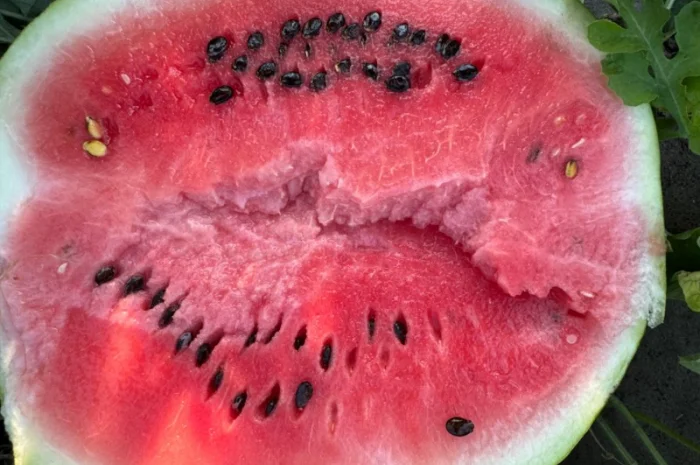 Продам кавун Талісман 4-12 кг- фото № 2