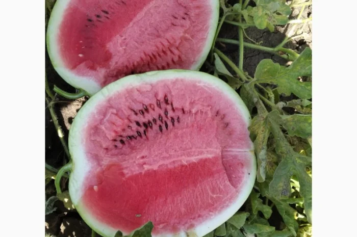 Продам с поля сорт Талисман- фото № 1