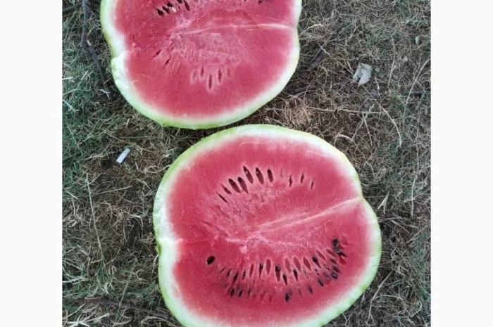 Продам с поля сорт Талисман Каристан Максимус- фото № 1