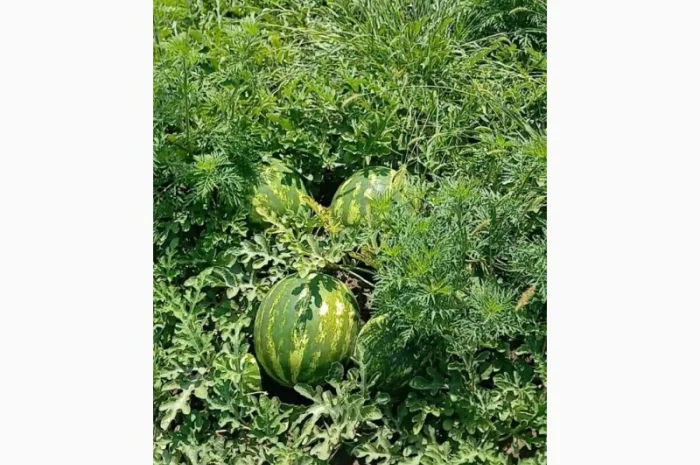 Продам арбуз оптом с поля- фото № 1