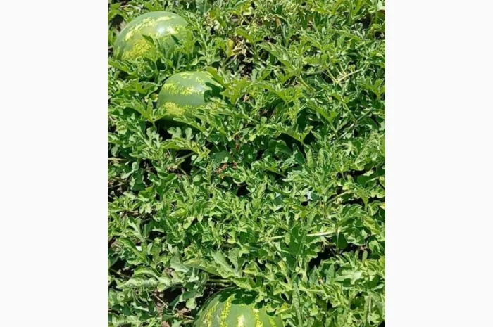 Продам арбуз оптом с поля- фото № 2