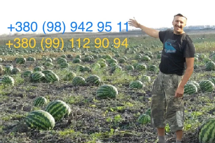 Продам солодкий, свіжий кавун зразу з поля. Опт- фото № 1