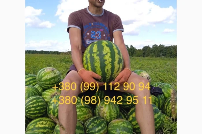 Продам солодкий, свіжий кавун зразу з поля. Опт- фото № 3