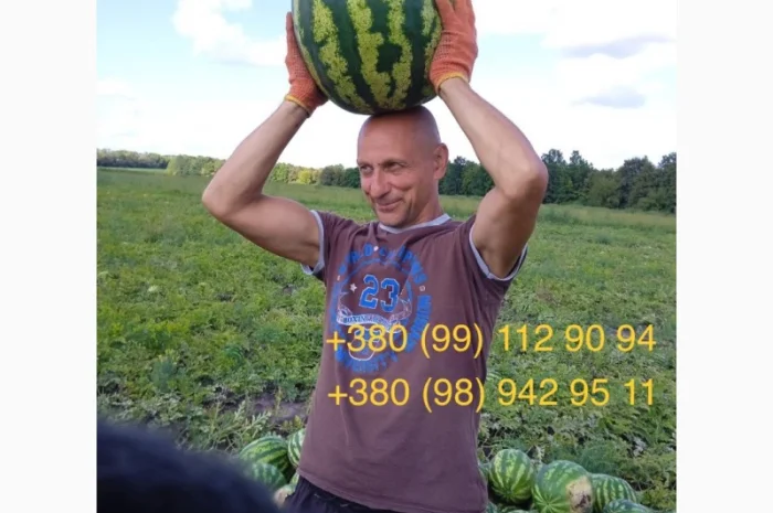 Продам солодкий, свіжий кавун зразу з поля. Опт- фото № 4