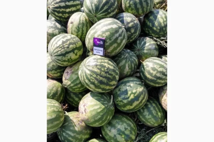 Продаю Кавун 2-4 кг оптом- фото № 2