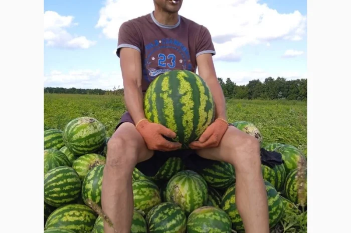 Продам солодкий кавун з поля. Опт- фото № 3