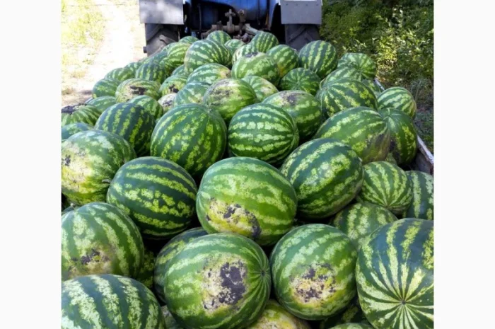Продам солодкий кавун з поля. Опт- фото № 4