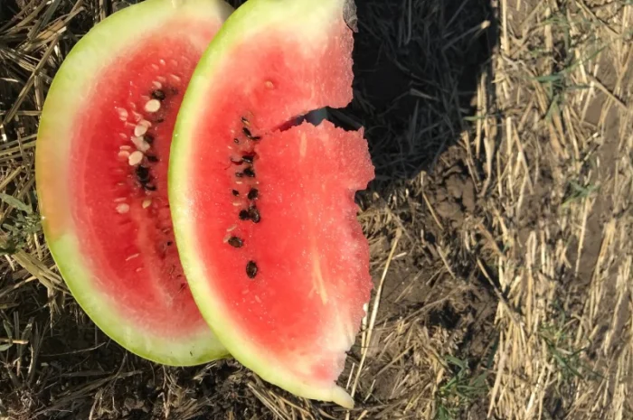 Продам арбуз с поля с Братское Днепропетровская- фото № 1