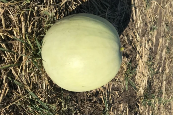 Продам арбуз с поля с Братское Днепропетровская- фото № 2