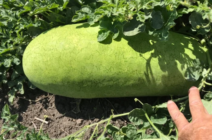 Продам свой арбуз (черный, белый длинный, полосатый)- фото № 2