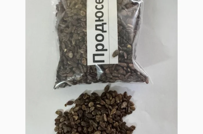 Насіння кавунів від виробника- фото № 1