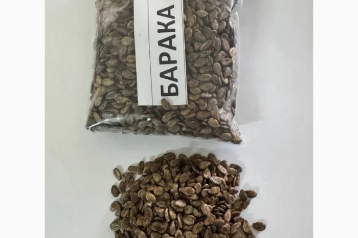 Насіння кавунів від виробника- фото № 3