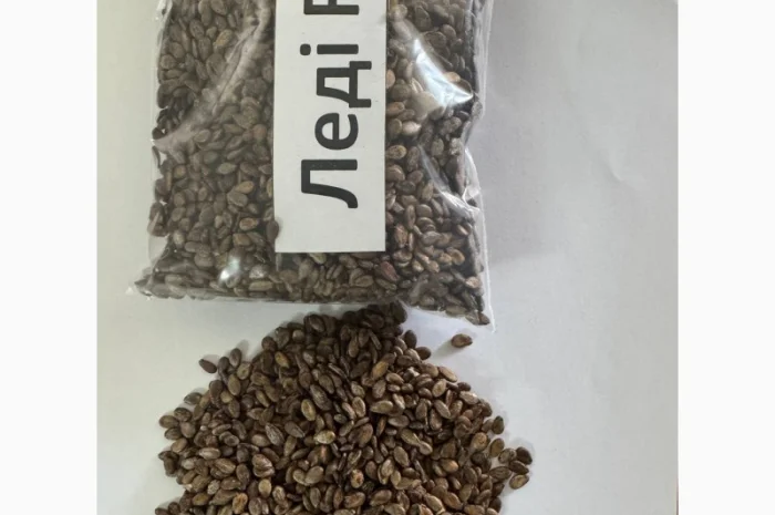 Насіння кавунів від виробника- фото № 4