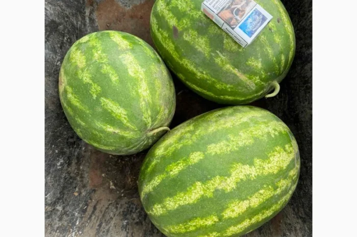 Продам кавуни Карістан 20т дуже солодкі та смачні у Новомосковському рні Дніпропетр.обл- фото № 3